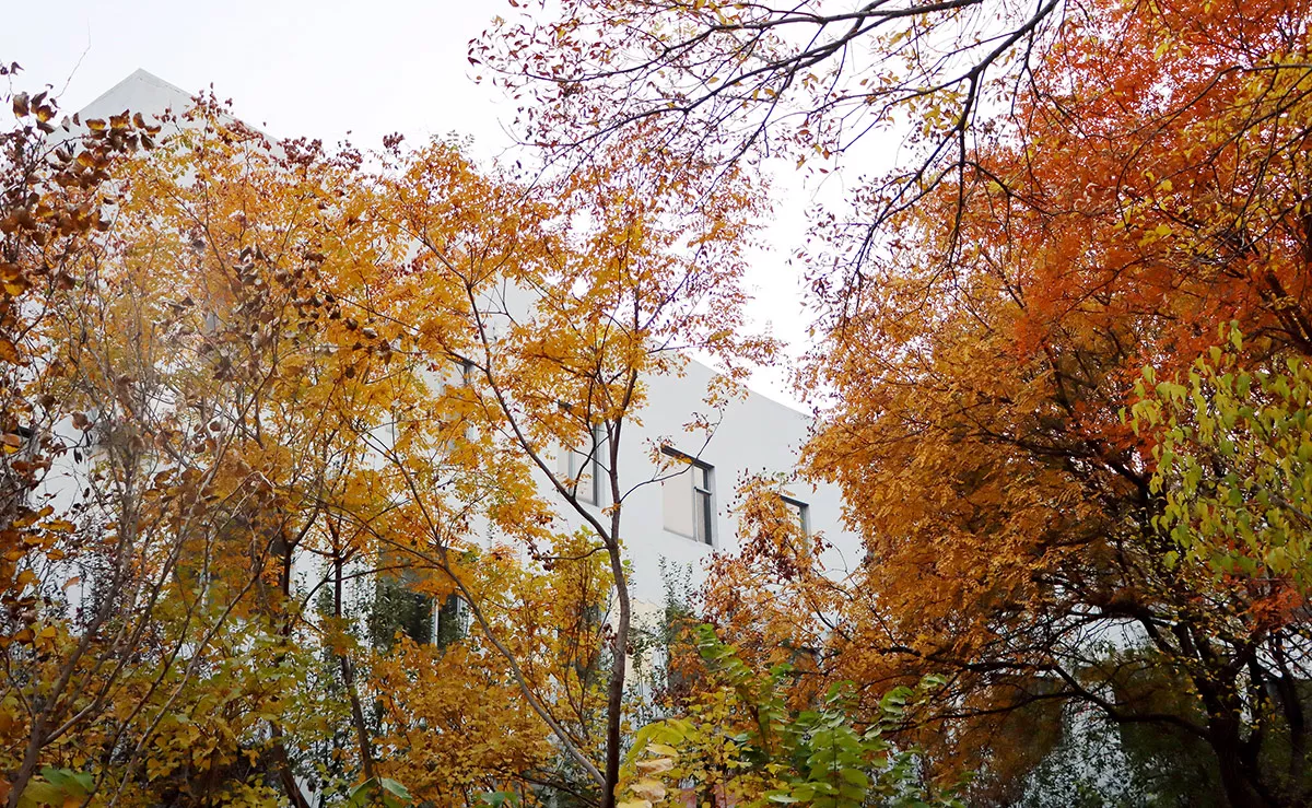 花园秋天景色